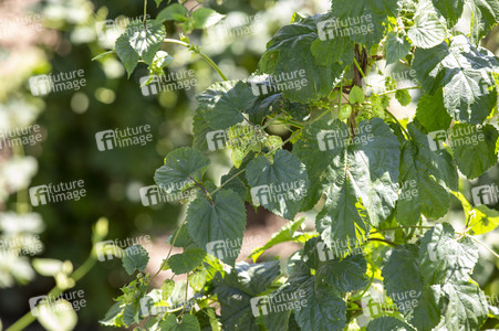 Hopfengut No20 in Tettnang