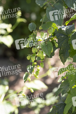 Hopfengut No20 in Tettnang