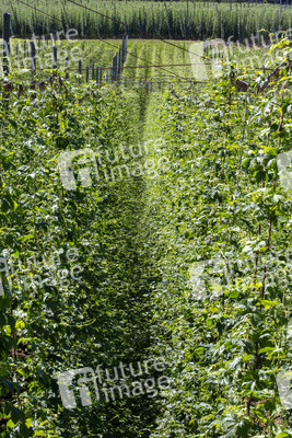 Hopfengut No20 in Tettnang