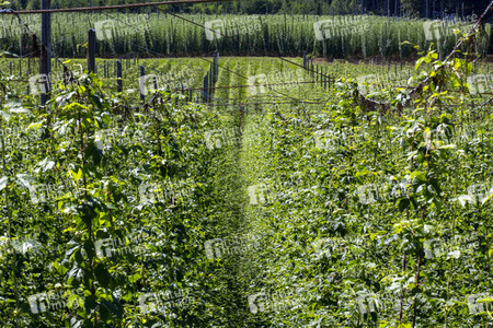 Hopfengut No20 in Tettnang