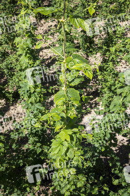 Hopfengut No20 in Tettnang