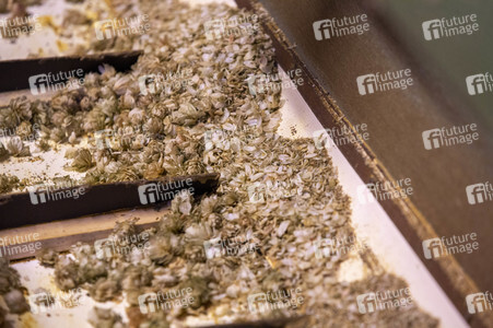 Hopfengut No20 in Tettnang