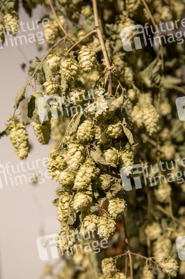 Hopfengut No20 in Tettnang