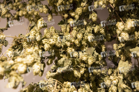 Hopfengut No20 in Tettnang