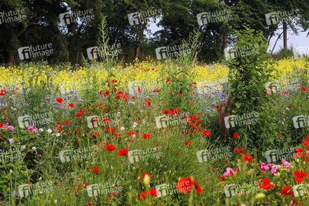 NATURE ART: Blumenwiese / Flower Meadow Bodypainting