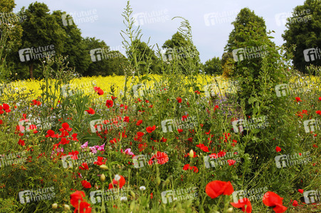 NATURE ART: Blumenwiese / Flower Meadow Bodypainting