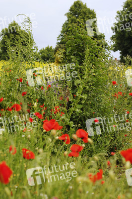NATURE ART: Blumenwiese / Flower Meadow Bodypainting