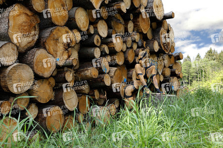 NATURE ART: Holzstapel / Wood Pile Bodypainting