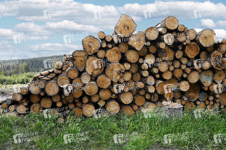 NATURE ART: Holzstapel / Wood Pile Bodypainting