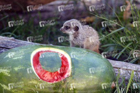 Erdmännchen-Nachwuchs in Köln