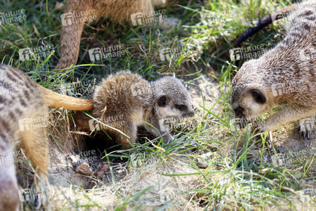 Erdmännchen-Nachwuchs in Köln