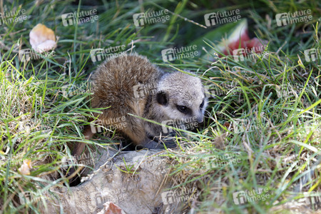 Erdmännchen-Nachwuchs in Köln