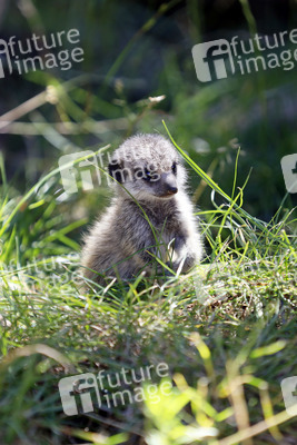 Erdmännchen-Nachwuchs in Köln