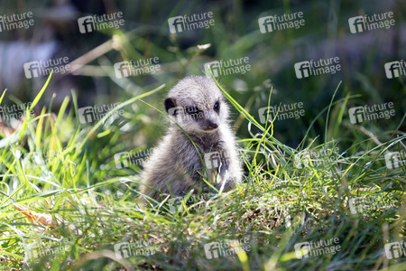 Erdmännchen-Nachwuchs in Köln