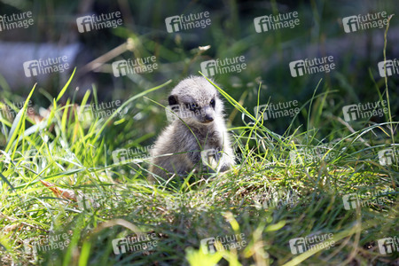 Erdmännchen-Nachwuchs in Köln