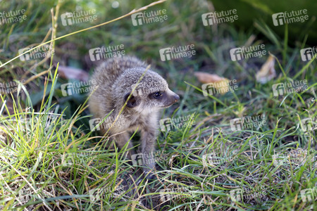 Erdmännchen-Nachwuchs in Köln