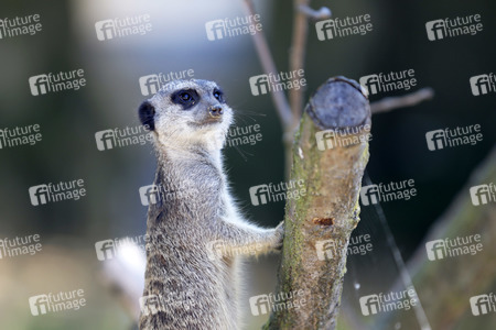 Erdmännchen-Nachwuchs in Köln