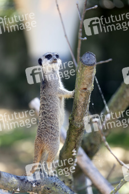 Erdmännchen-Nachwuchs in Köln