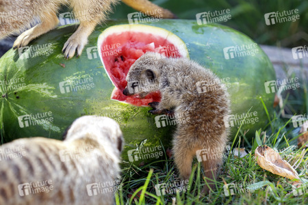 Erdmännchen-Nachwuchs in Köln