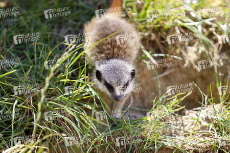 Erdmännchen-Nachwuchs in Köln