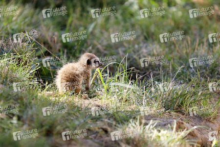 Erdmännchen-Nachwuchs in Köln