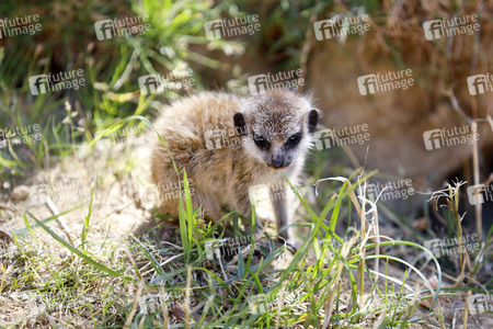 Erdmännchen-Nachwuchs in Köln