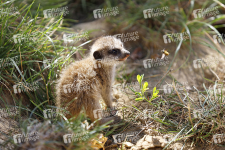 Erdmännchen-Nachwuchs in Köln