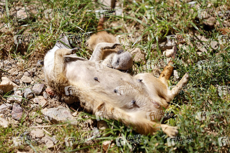 Erdmännchen-Nachwuchs in Köln