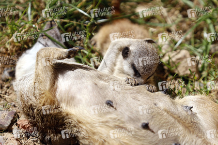 Erdmännchen-Nachwuchs in Köln
