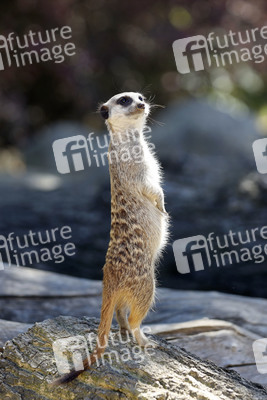 Erdmännchen-Nachwuchs in Köln