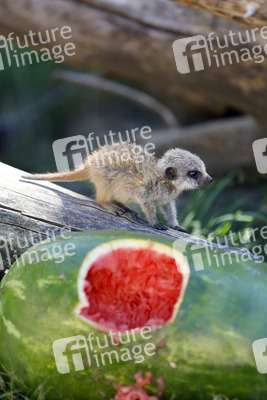 Erdmännchen-Nachwuchs in Köln