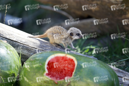 Erdmännchen-Nachwuchs in Köln