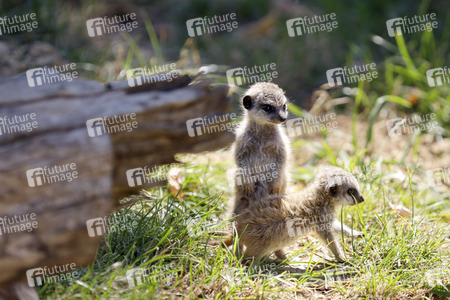 Erdmännchen-Nachwuchs in Köln