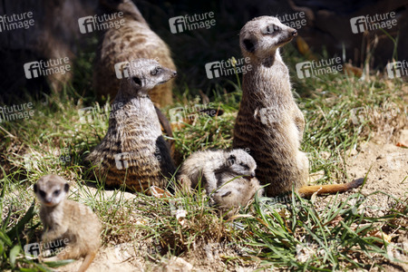 Erdmännchen-Nachwuchs in Köln