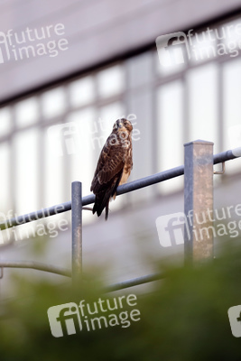 Symbolfoto Mäusebussard