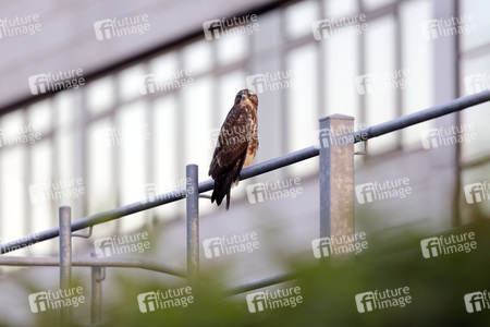 Symbolfoto Mäusebussard
