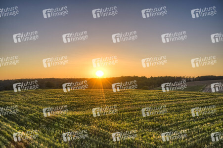 Symbolfoto Getreideernte