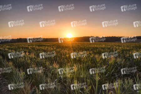 Symbolfoto Getreideernte