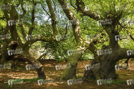 Bodypainting in Nature Kalender 2021