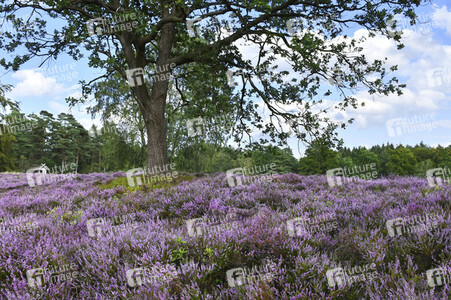 Bodypainting in Nature Kalender 2021