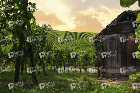 Bodypainting in Nature Kalender 2021