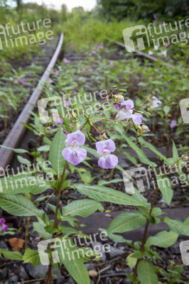 Symbolfoto stillgelegte Bahntrasse
