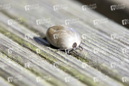 Symbolfoto Zecke