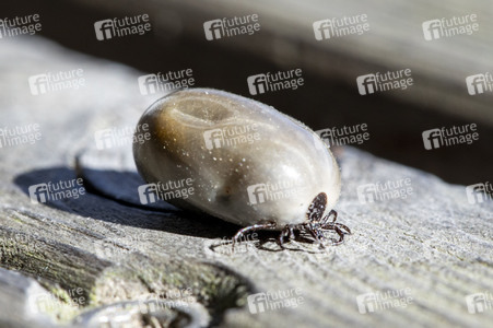 Symbolfoto Zecke