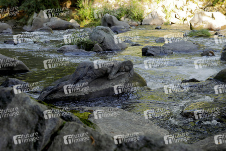 NATURE ART: Stein im Fluss / Stone in a River Bodypainting