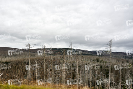 Waldsterben im Harz