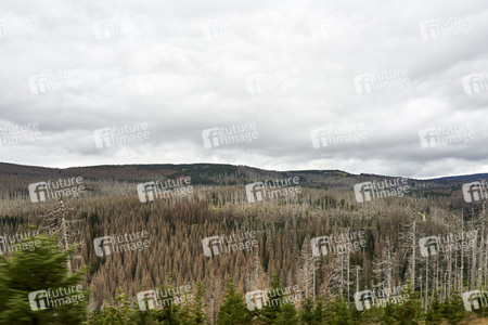 Waldsterben im Harz