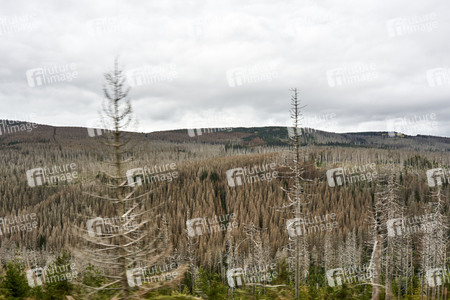 Waldsterben im Harz