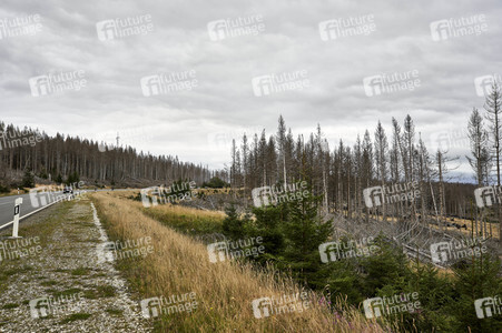 Waldsterben im Harz