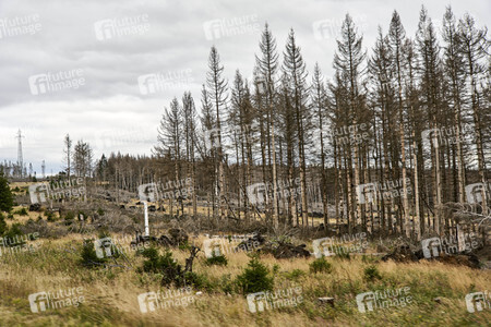 Waldsterben im Harz